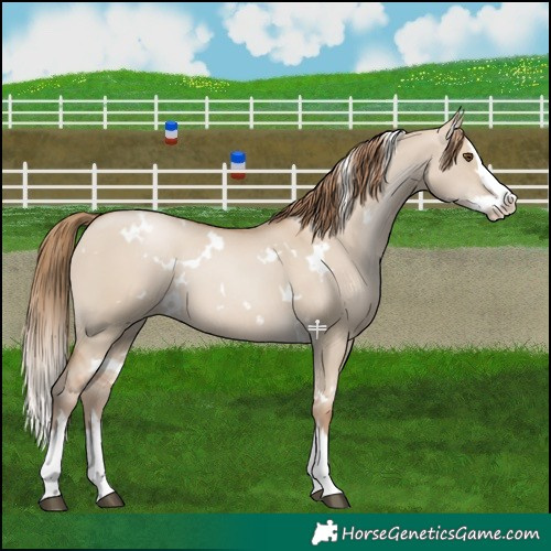 Horse Color:White Spotted Grullo Pearl Splash 