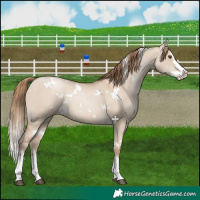 Horse Color:White Spotted Grullo Pearl Splash 