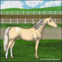 Horse Color:Palomino Appaloosa 