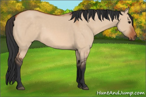 Horse Color:Bay Dun