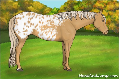 Horse Color:Palomino Blanket 