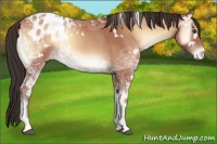 Horse Color:White Spotted Bay Ice Onyx Sabino Appaloosa 
