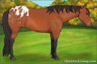 Horse Color:Bay Sabino Appaloosa 