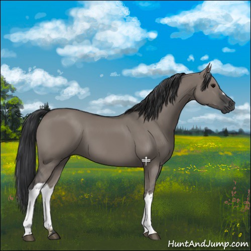 Horse Color:Grullo 
