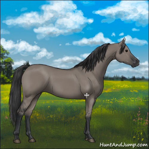 Horse Color:Grullo 