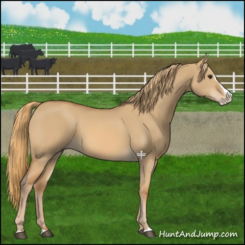 Horse Color:Red Dun Splash 