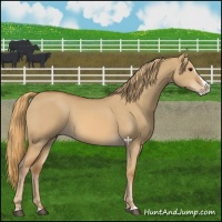 Horse Color:Red Dun Splash 