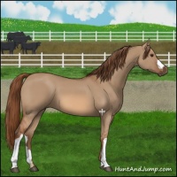 Horse Color:Red Dun 