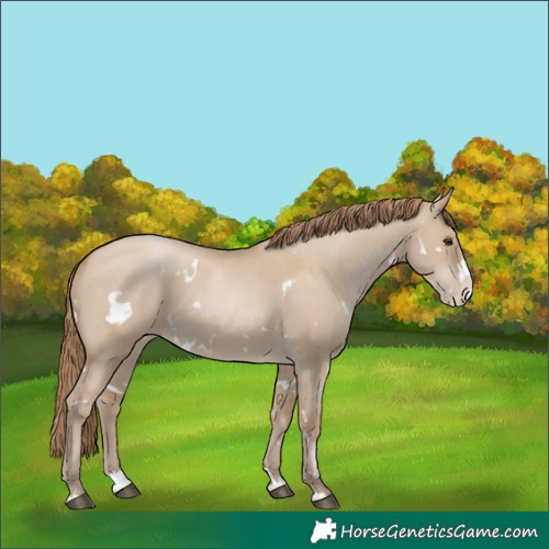 Horse Color:White Spotted Grullo Pearl Splash