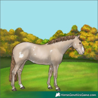 Horse Color:White Spotted Grullo Pearl Splash 