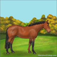 Horse Color:Bay 