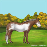 Horse Color:Chestnut Frame