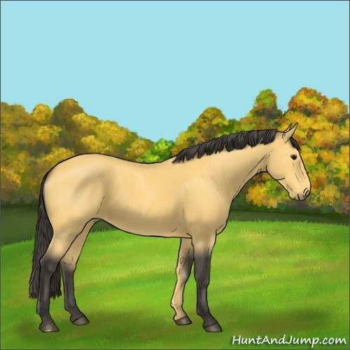 Horse Color:Buckskin 