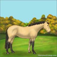 Horse Color:Buckskin 