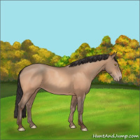 Horse Color:Amber Champagne 