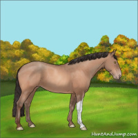 Horse Color:Sable Champagne 