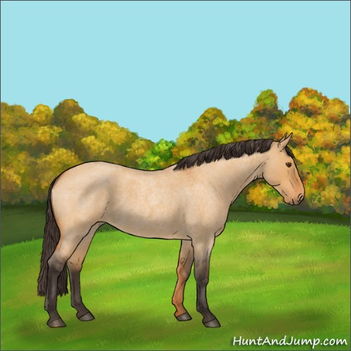 Horse Color:Buckskin Roan Dun 