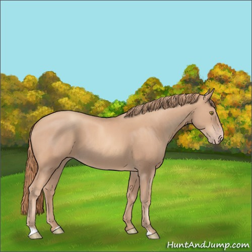Horse Color:Gold Champagne 
