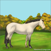 Horse Color:Buckskin Roan Dun 