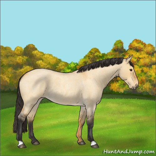 Horse Color:Buckskin Roan Dun 