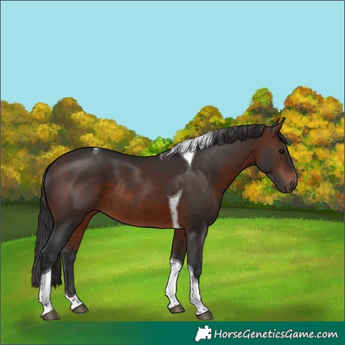 Horse Color:Brown Tobiano Rabicano