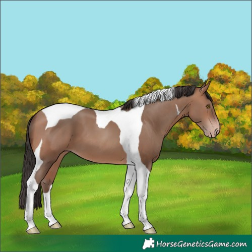 Horse Color:Sable Champagne Tobiano 