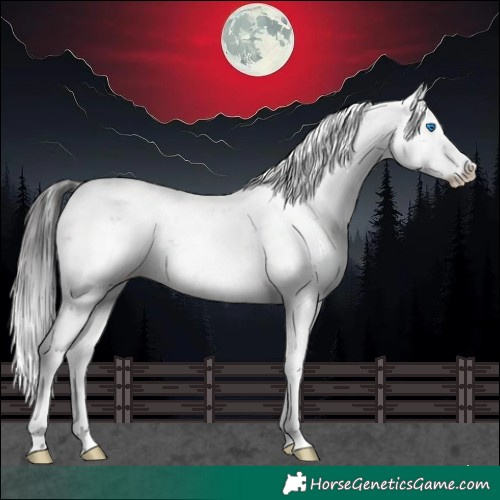 Horse Color:Brown Sabino Splash