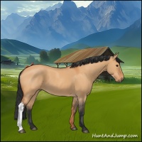 Horse Color:Bay Dun 