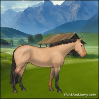 Horse Color:Bay Dun