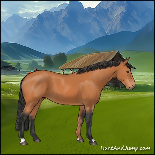 Horse Color:Bay 