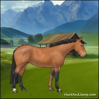 Horse Color:Bay 