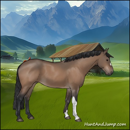Horse Color:Brown Dun 