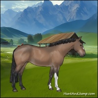 Horse Color:Brown Dun 