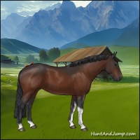 Horse Color:Brown Tobiano 