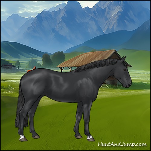 Horse Color:Black 