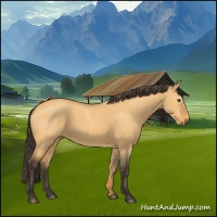Horse Color:Buckskin Dun 