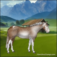 Horse Color:Gray Chestnut Splash Tobiano 
