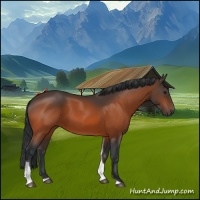 Horse Color:Bay Tobiano 