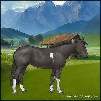 Horse Color:Smoky Black Tobiano 