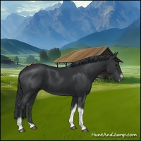 Horse Color:Black Tobiano Frame 