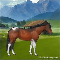 Horse Color:Bay Tobiano Frame 