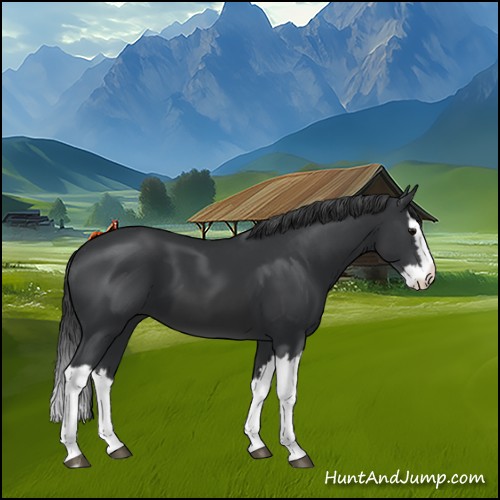 Horse Color:Black Splash 