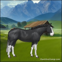 Horse Color:Black Splash 