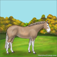 Horse Color:Red Dun Splash 