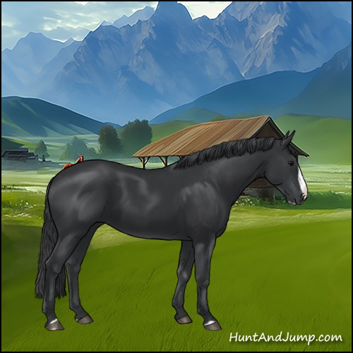 Horse Color:Black Splash 