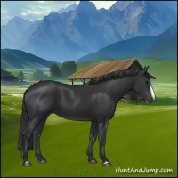 Horse Color:Black Splash 