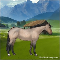 Horse Color:Bay Roan Dun 
