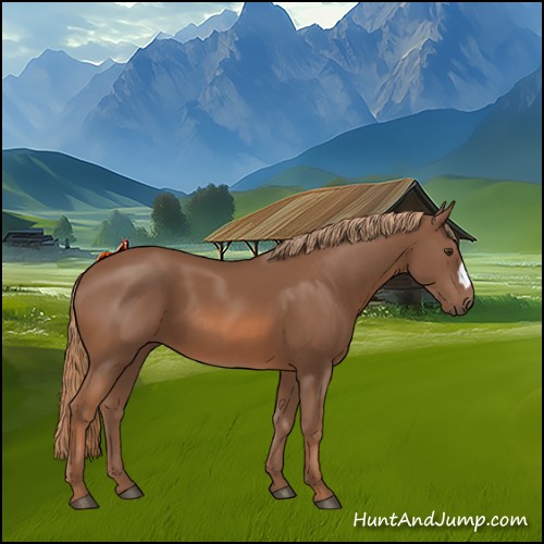 Horse Color:Chestnut 