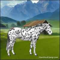 Horse Color:Black Splash Appaloosa 