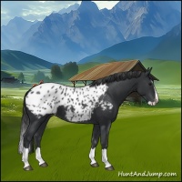 Horse Color:Black Splash Appaloosa